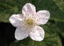 Bramble Blossom - Wisdom