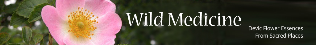 Wild Medicine