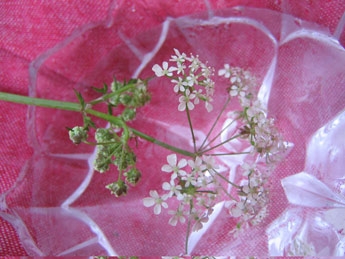 Flower and Bowl