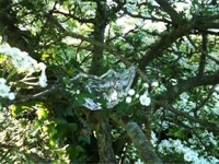 Image of Tree and Glastonbury Tor