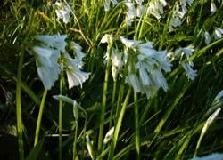 Three Cornered Garlic - Transience