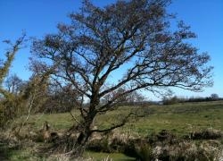 Sacred Trees