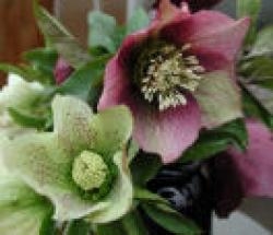 Hellebore Deva - Healing Grief