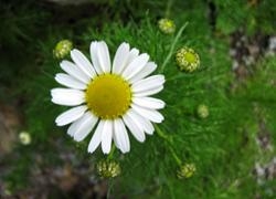 Blue Moon Chamomile - Gentleness