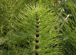 Horsetail - Release