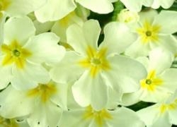 Primrose in Snow - Restorative