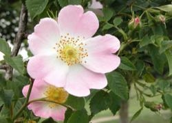 Wild Rose - Joy