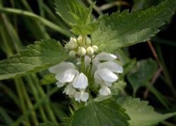 White Deadnettle - Nurturing