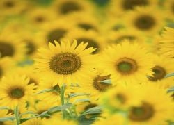 Sunflower - Self Belief