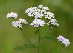 Yarrow - Good Boundaries