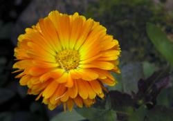 Marigold - Calming