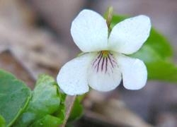 White Violet - Sensitivity