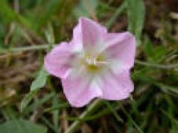 Pink Convolvulus - Spontaneity