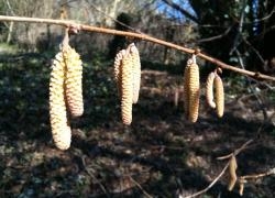 Hazel Catkin - Sustaining