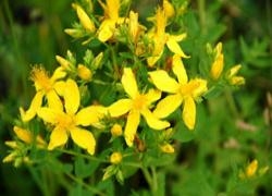 St. John's Wort - Spiritual Healing