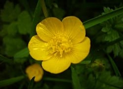 Buttercup - Love