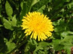 Dandelion - Encouragement