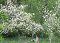 Apple Blossom - Rejuvenation