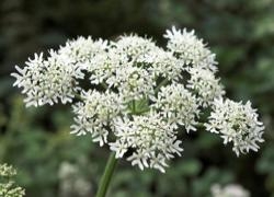 Hogweed - Creativity