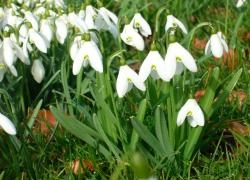 Snowdrop - Simplicity