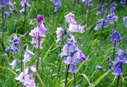 Pink Bluebell - Sacred Heart