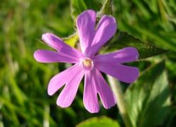 Red Campion - Generosity