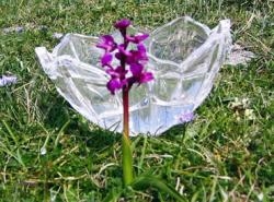 Early Purple Orchid  - Transformation