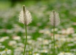 Plantain - Regeneration