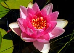 Lotus Deva - Expansiveness