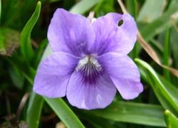 Sweet Violet - Cosmic Attunement