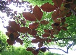 Copper Beech - Understanding