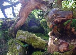 Wistmans Wood - Sanctity in Nature