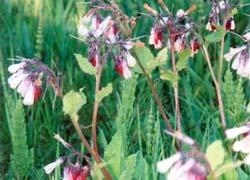 Comfrey - Full Spectrum Healing