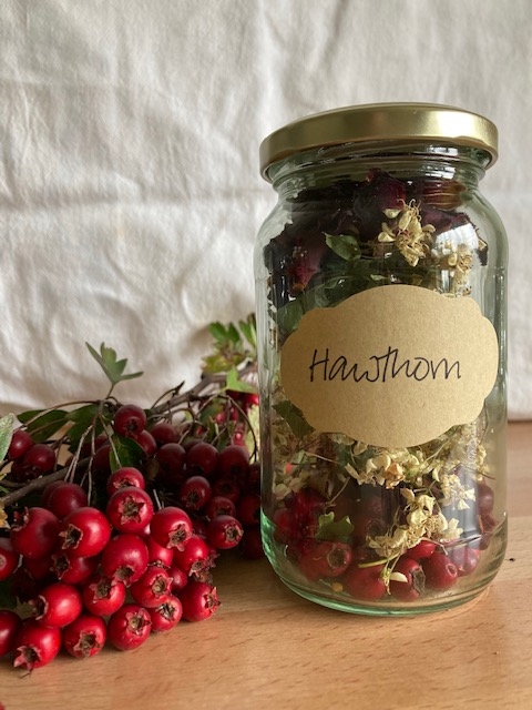 Wild Craft of the Month  Hawthorn Tea