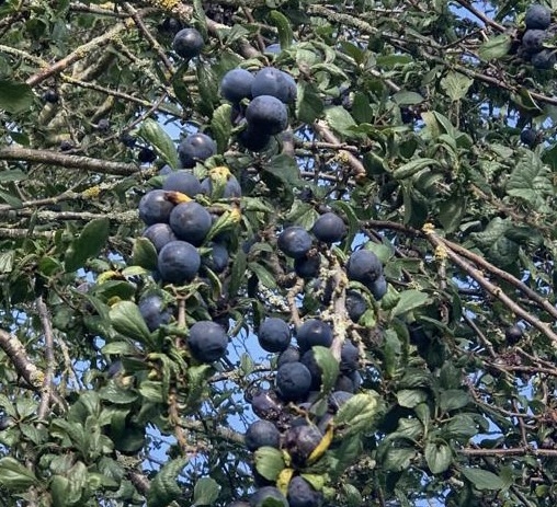 Wild Craft of the Month - Sloe Gin