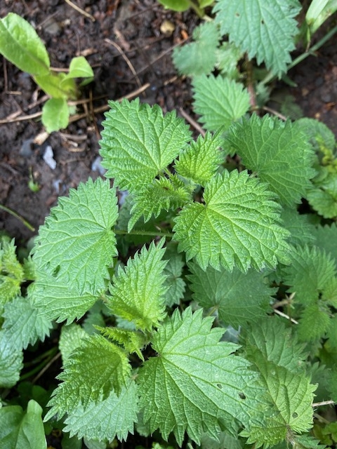 Wild Craft of the Month - Spring Green Soup