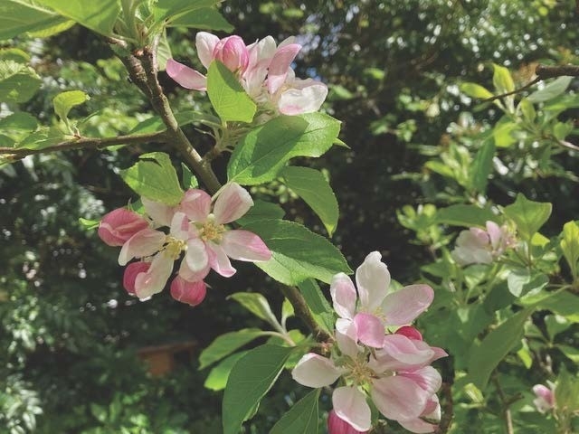 Tree of the Month - Apple