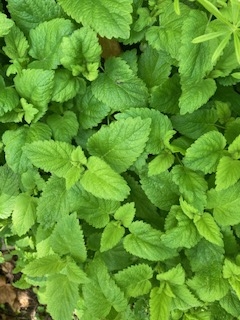 Wild Craft of the Month - Lemon Balm Glycerite